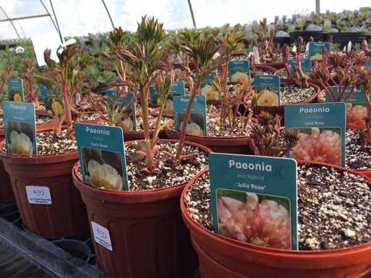 Peony varieties