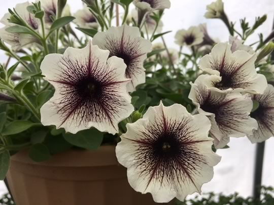 Petunias