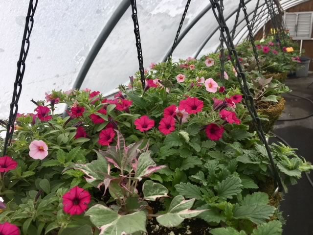 Illumination Begonia