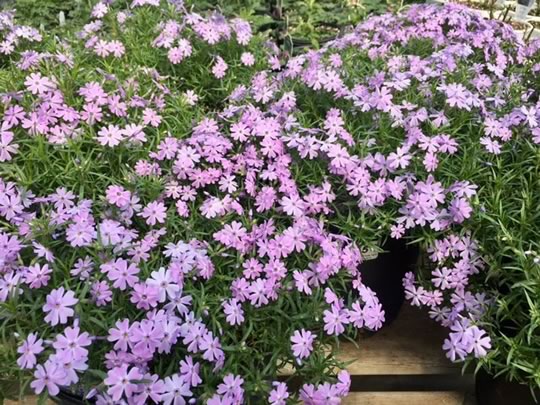 Creeping Phlox