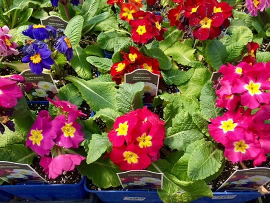 Primula Pacific Hybrids