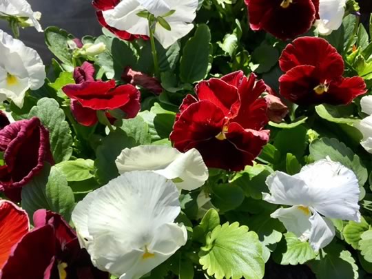 White and Red Pansies