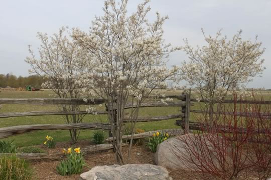 Serviceberry a Native Shrub 