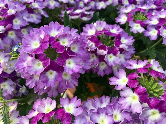 Verbena Superbena Royale Sparkling Amethyst