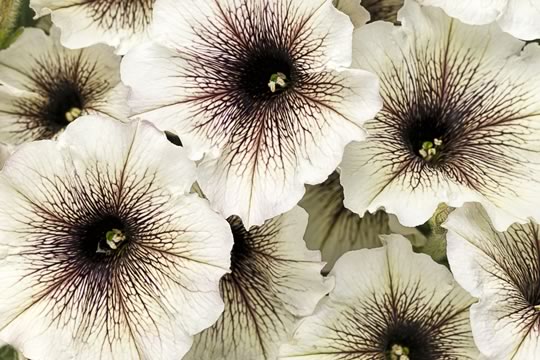 Supertunia Latte