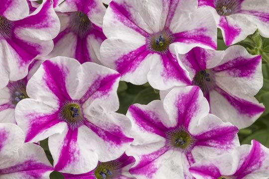 Supertunia Lovie Dovie