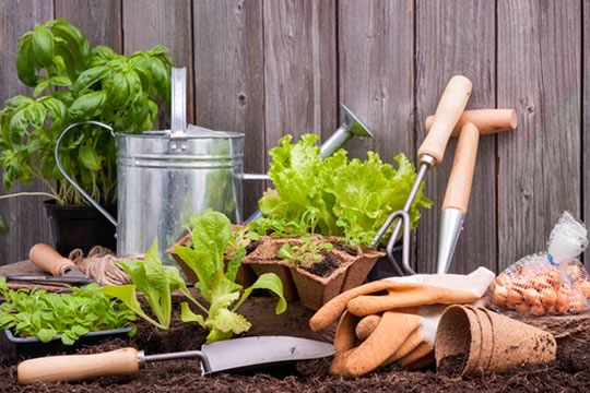Veggie Garden
