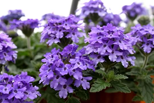 How to attact butterflies to your garden