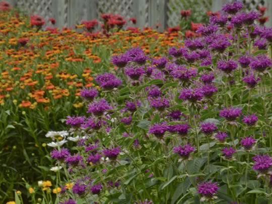 Monarda Purple Rooster
