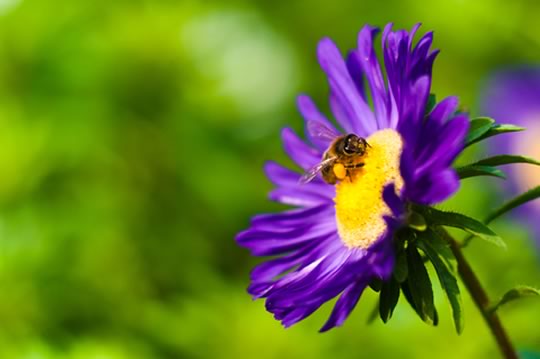 How to attact bees to your garden