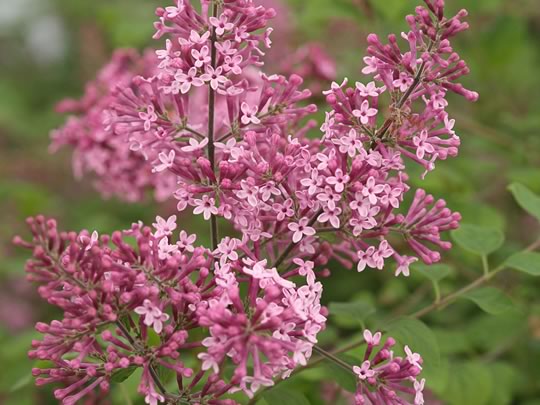 Reblooming Lilacs