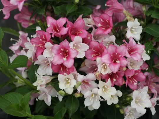 Weigela Czechmark Trilogy