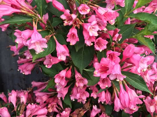 Weigela Czechmark