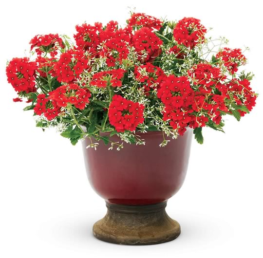 Red and White Annuals