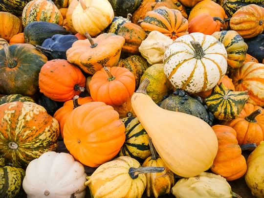 We grow a cool selection of Pumpkin and Gourd plants