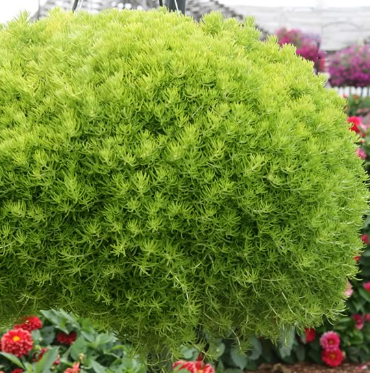 Sedum Lemon Coral