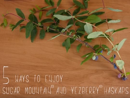 5 ways to enjoy Sugar Mountain or Yezberry Haskaps 