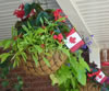 Carol from Alliston
