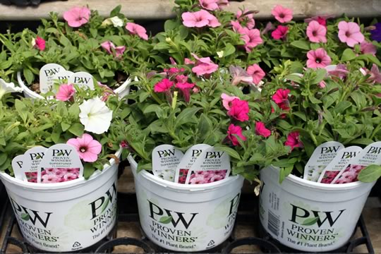 Instant Garden Pots