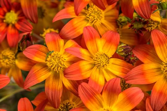 Campfire Fireburst Bidens