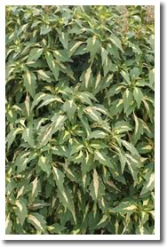 Coleus Alligator Tears