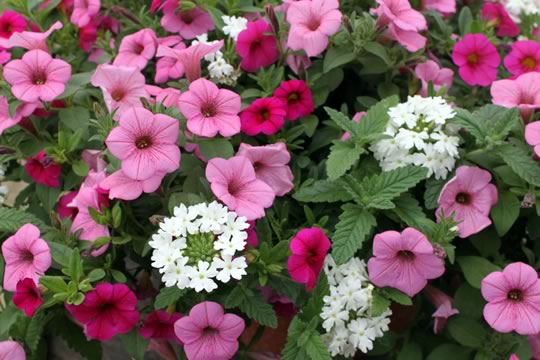 Hanging Baskets! 