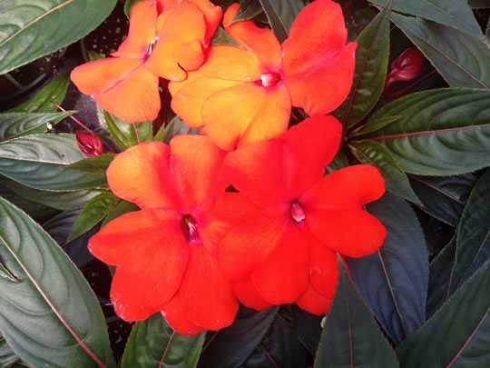 New Guinea Impatiens Orange