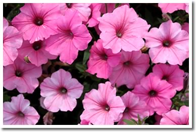 Supertunia Vista Bubblegum