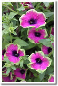 Trailing Petunia Pretty Much Picasso