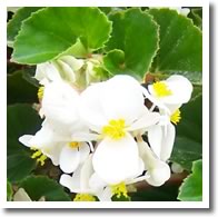 Begonia Baby Wing White