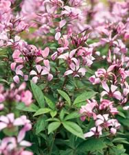 Cleome Senorita Rosalita