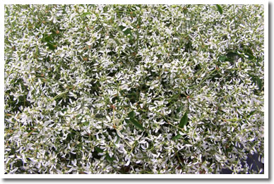 Euphorbia Diamond Frost