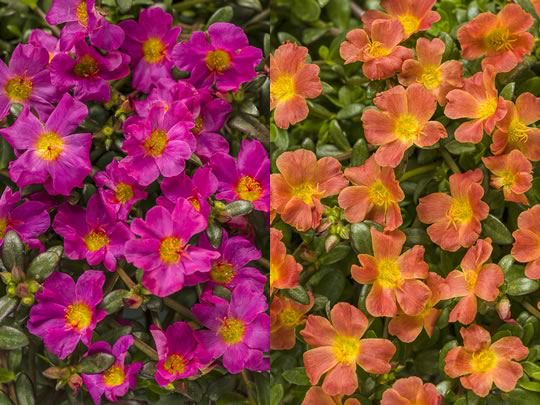 Mojave Fuchsia and Tangerine Portulacas
