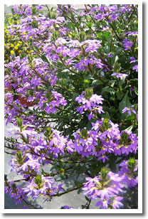 Scaevola New Wonder