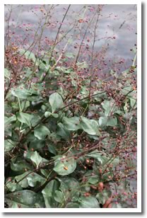 Talinum 