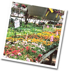 Annuals