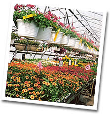 Annuals