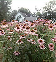 Cut and Dried Flower Farm