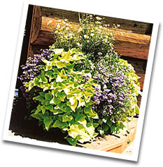Container of Mixed Annuals