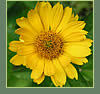 Heliopsis