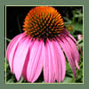 Coneflower