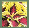 Coleus