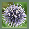 Globe Thistle