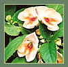 Exotic Impatiens