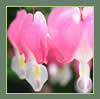 Bleeding Hearts