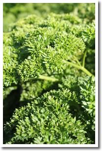 Fresh Parsley
