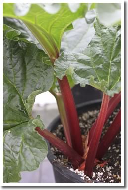 Rhubarb