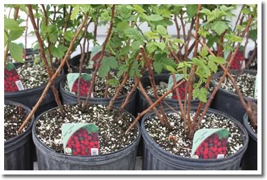 Raspberry Bushes