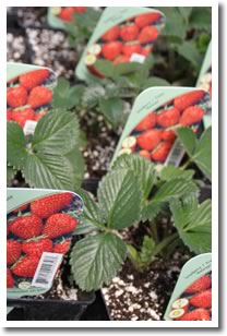 Strawberry Plants
