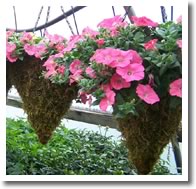 Moss Cone Hanging Baskets